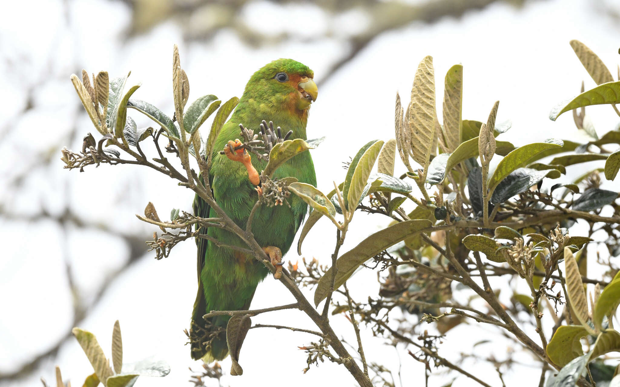 Image of Rufous-fronted Parakeet