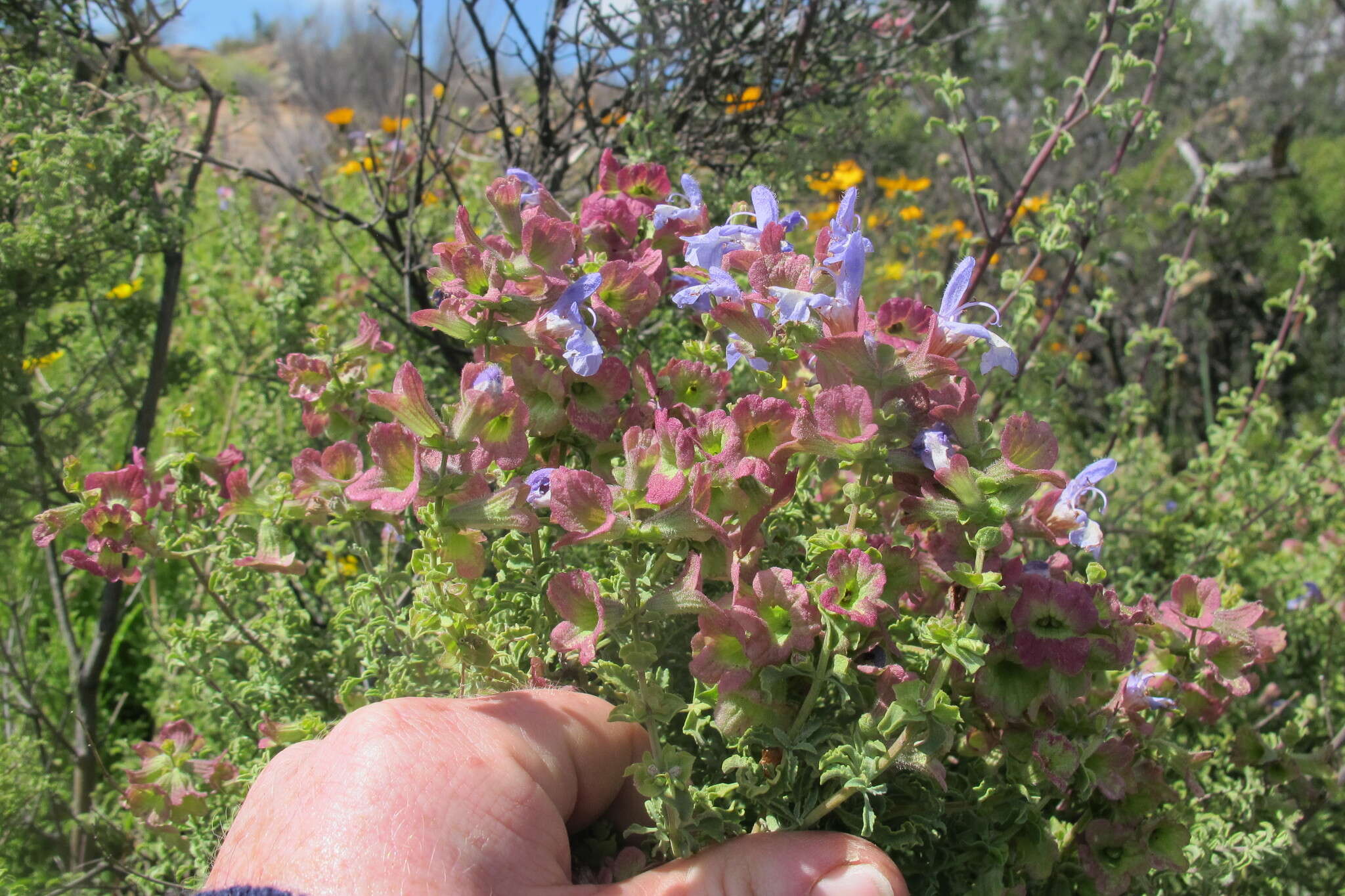 Imagem de Salvia dentata Aiton