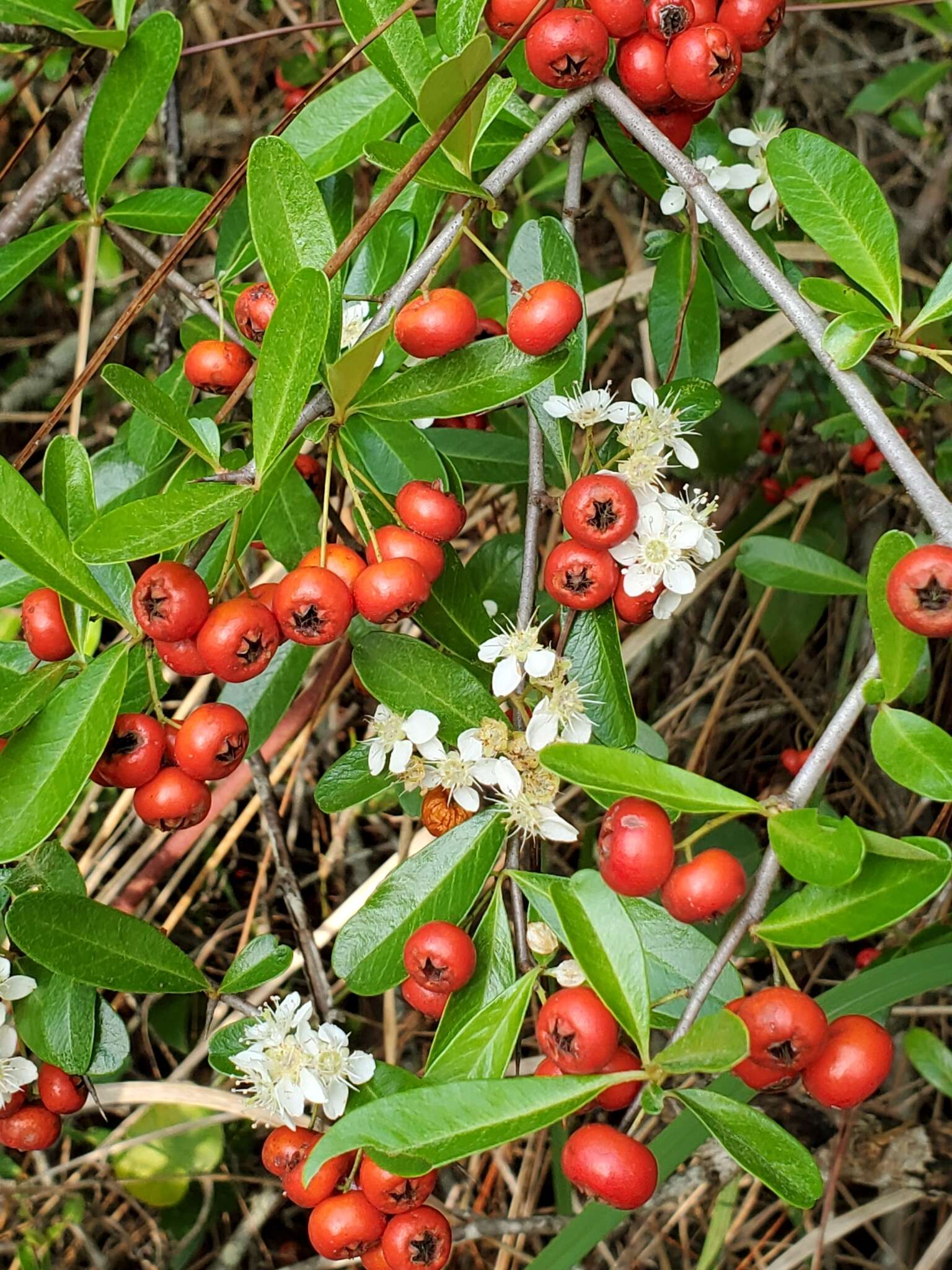 Image de Pyracantha koidzumii (Hayata) Rehd.