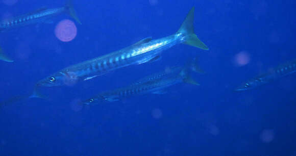 Image of Blackfin barracuda