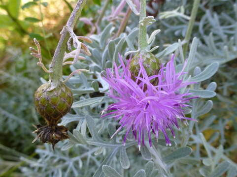 Centaurea cineraria L. resmi