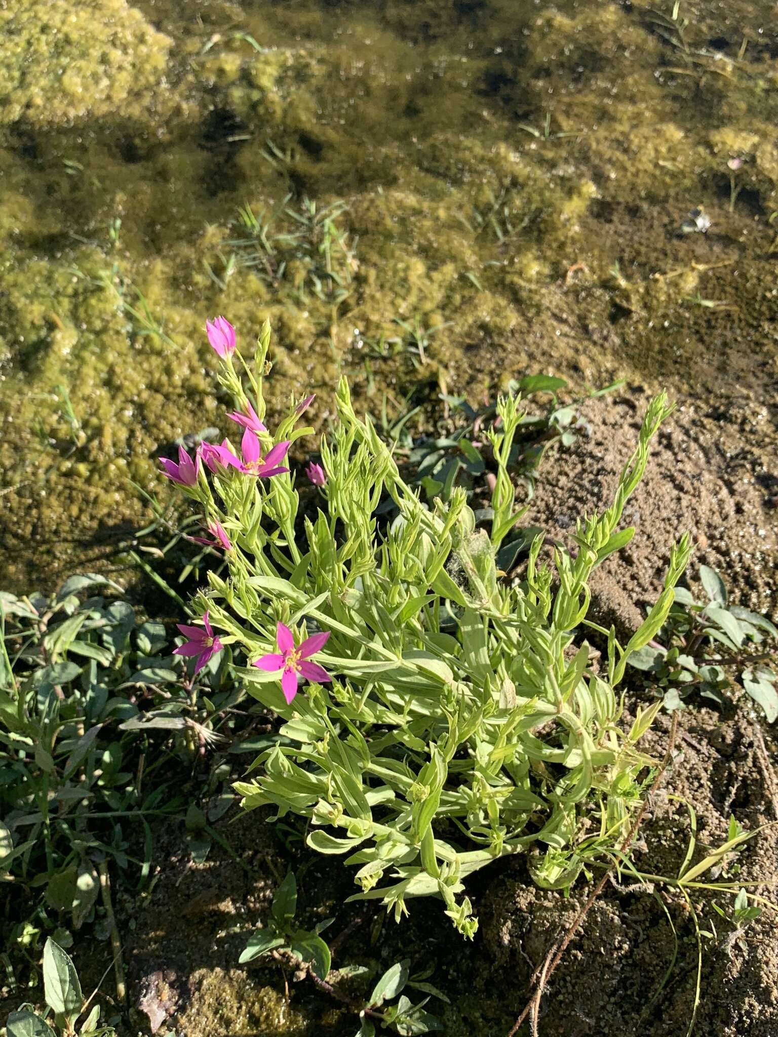 Image of Buckley's Mountain-Pink