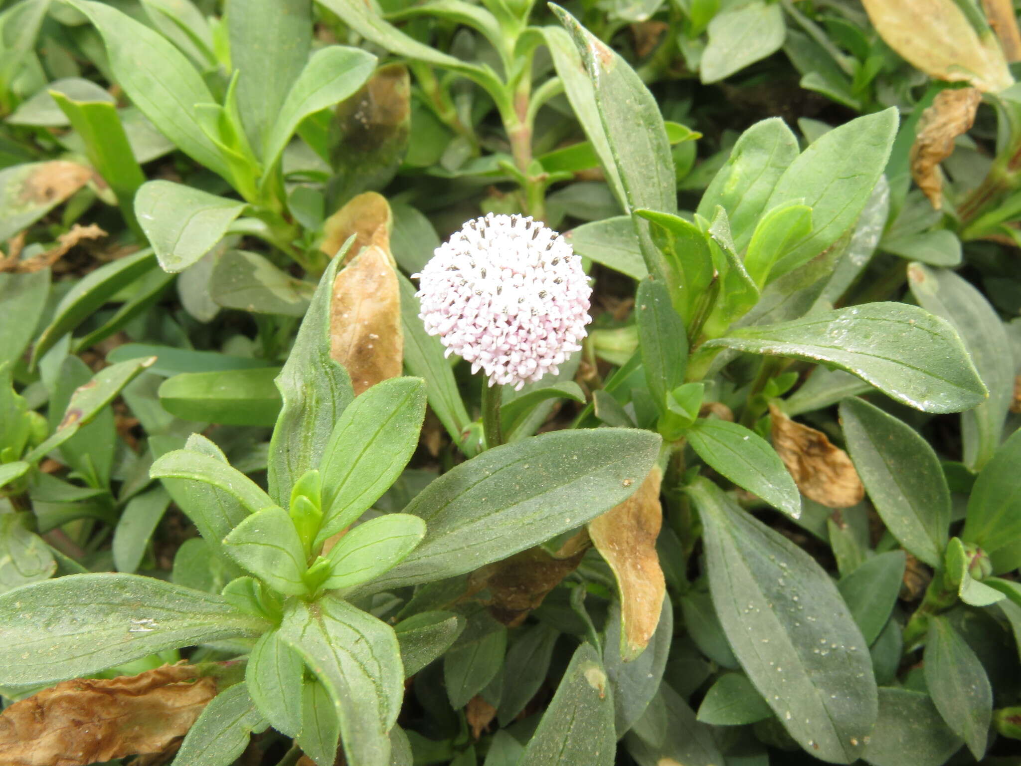 Spilanthes leiocarpa DC.的圖片