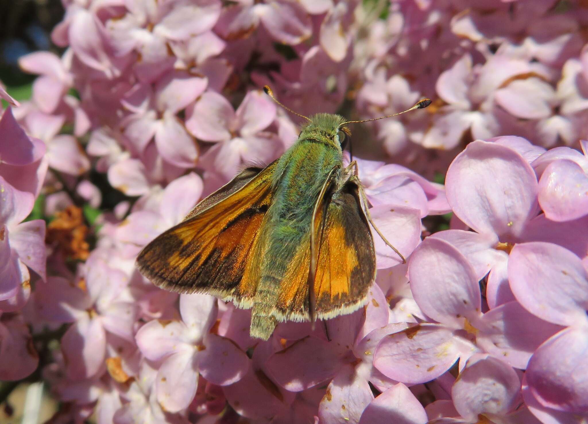 Image of Juba Skipper