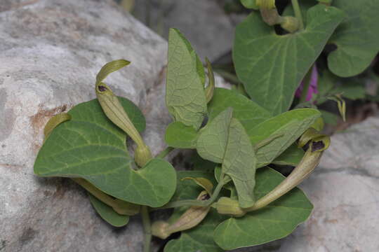 Image of Aristolochia lutea Desf.