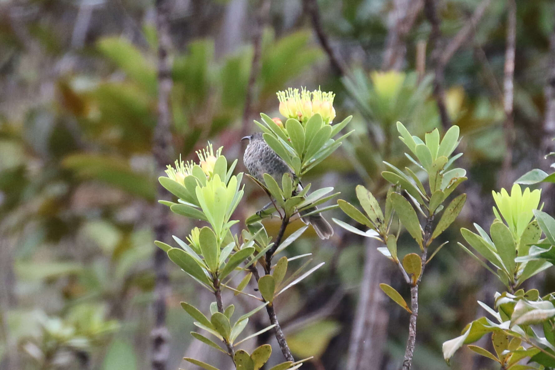 Plancia ëd <i>Gliciphila undulata</i>