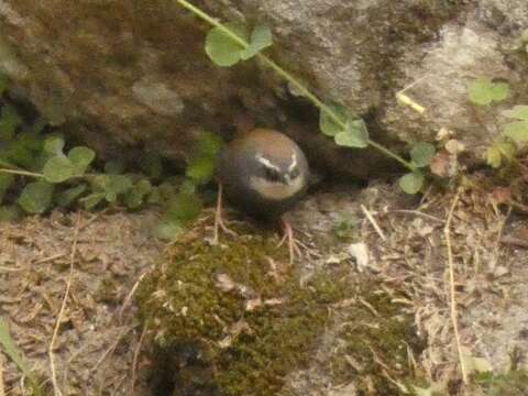 Image of White-browed Tapaculo