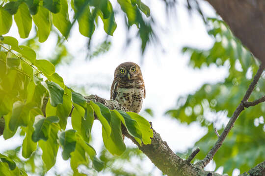 Image of African Barred Owlet