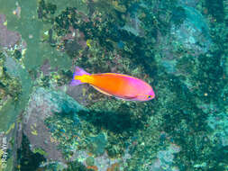 Plancia ëd Callanthias