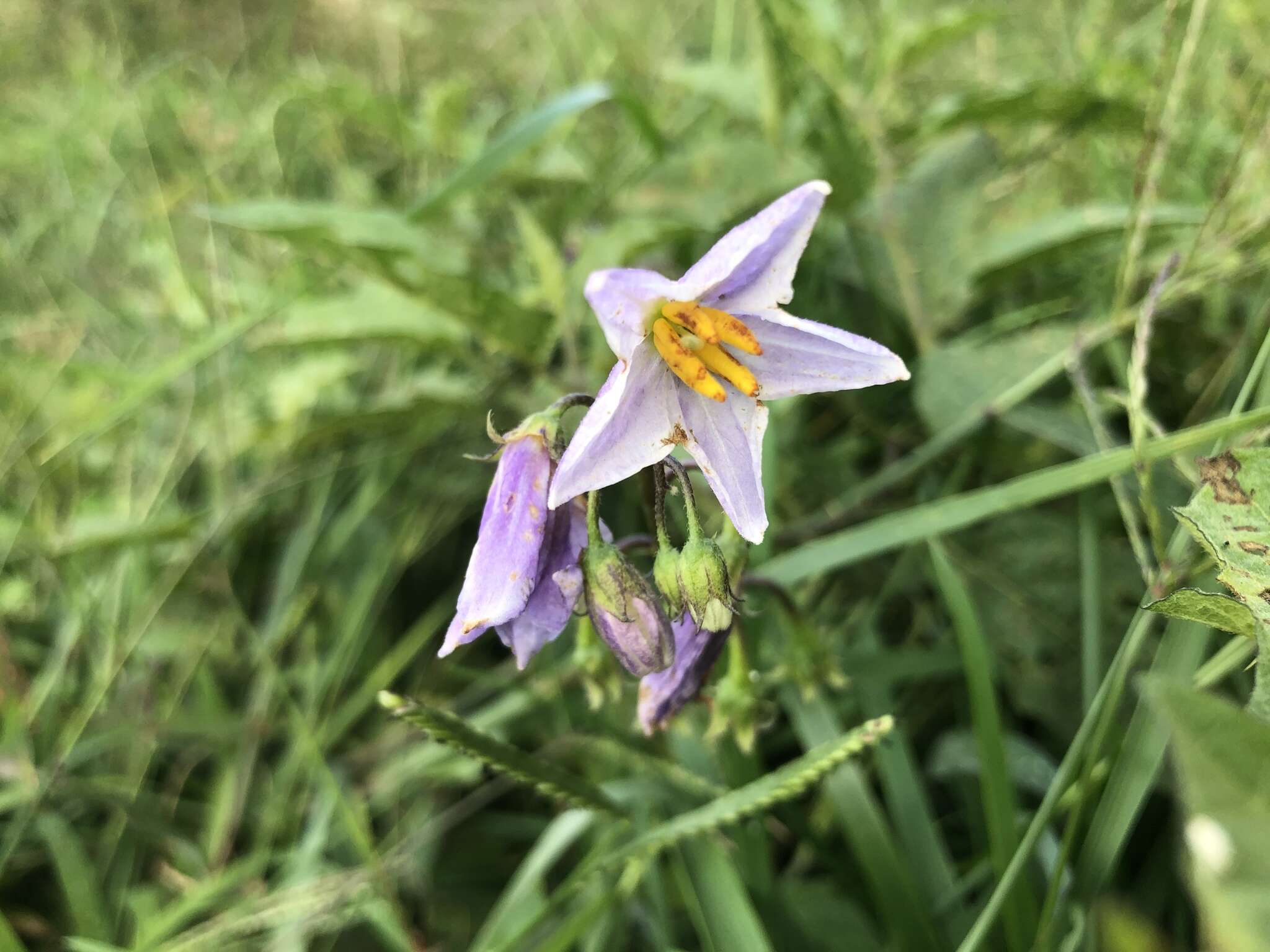 Image of <i>Solanum <i>carolinense</i></i> var. carolinense