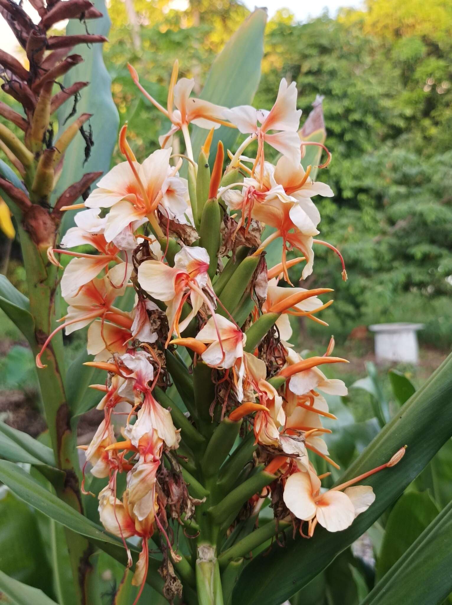 Слика од Hedychium coccineum Buch.-Ham. ex Sm.