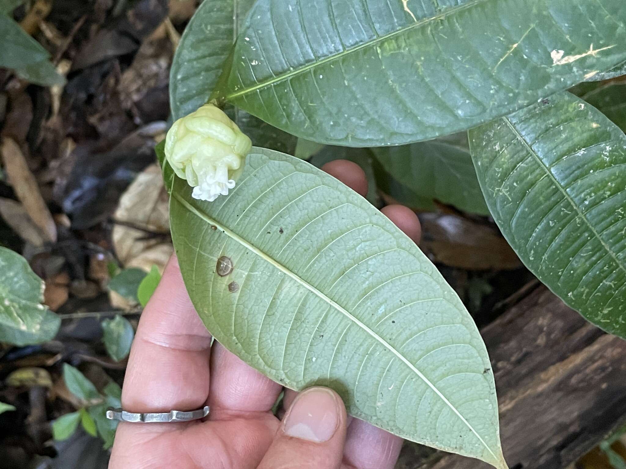 Image of Palicourea glomerulata (Donn. Sm.) Borhidi