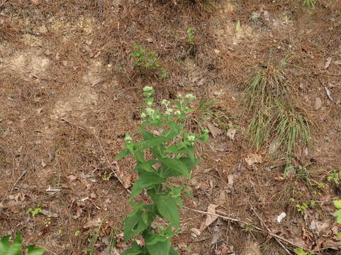 Image de <i>Eupatorium truncatum</i>