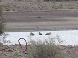 Image of Red-billed Teal