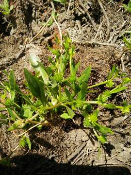 Image of Ranunculus lateriflorus DC.