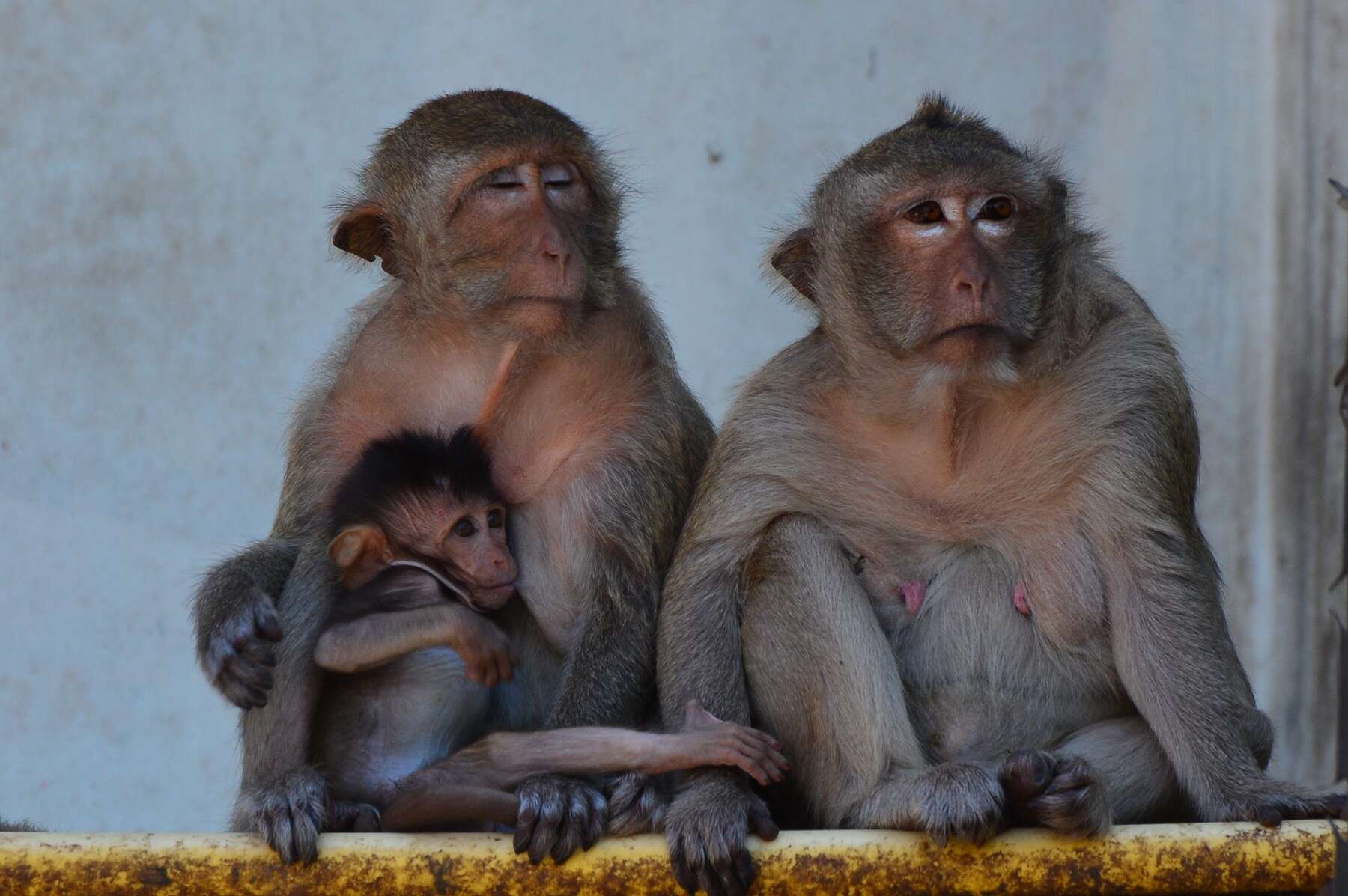 Image of Long-tailed Macaque