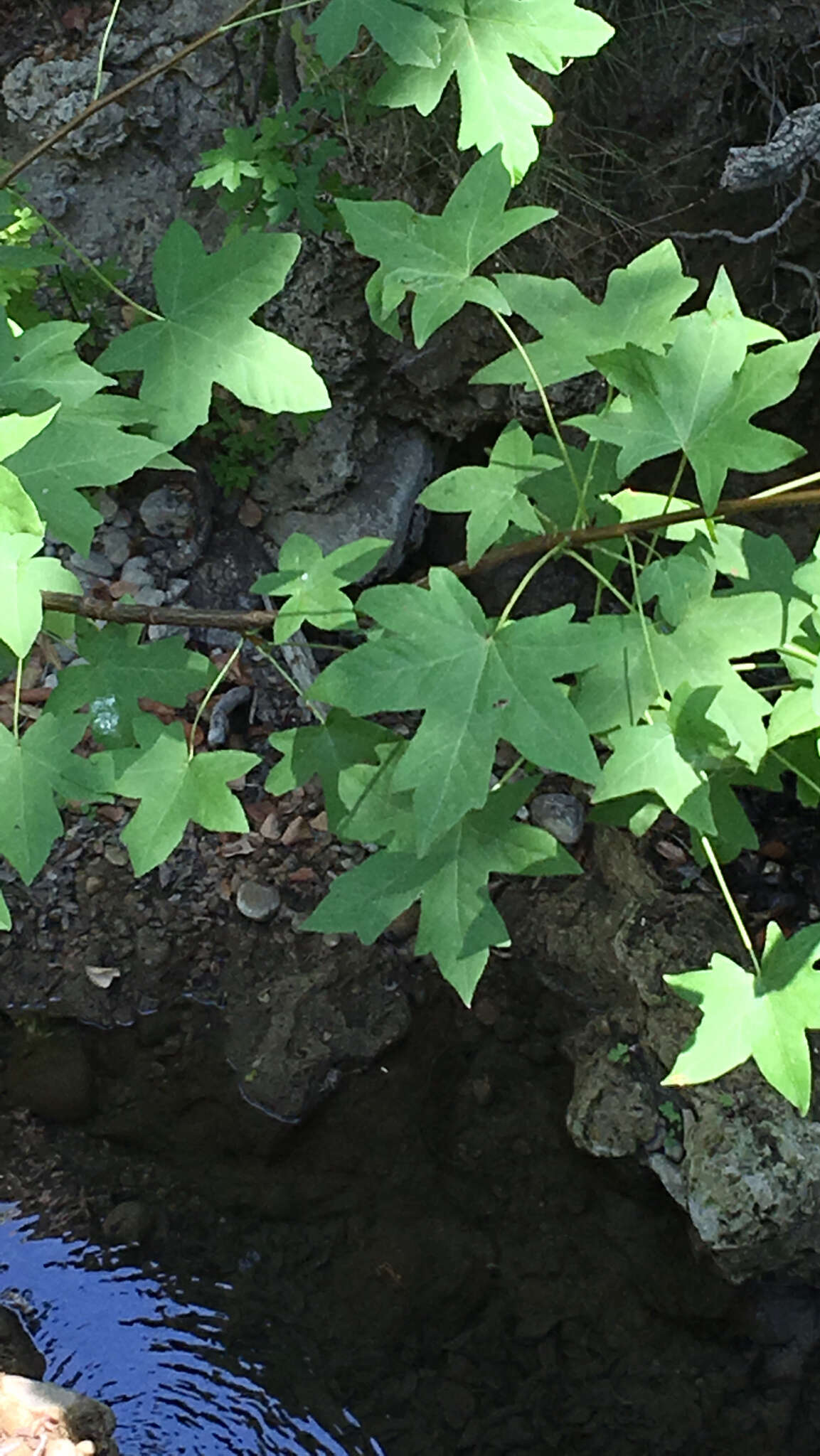 Image of Oriental Sweetgum