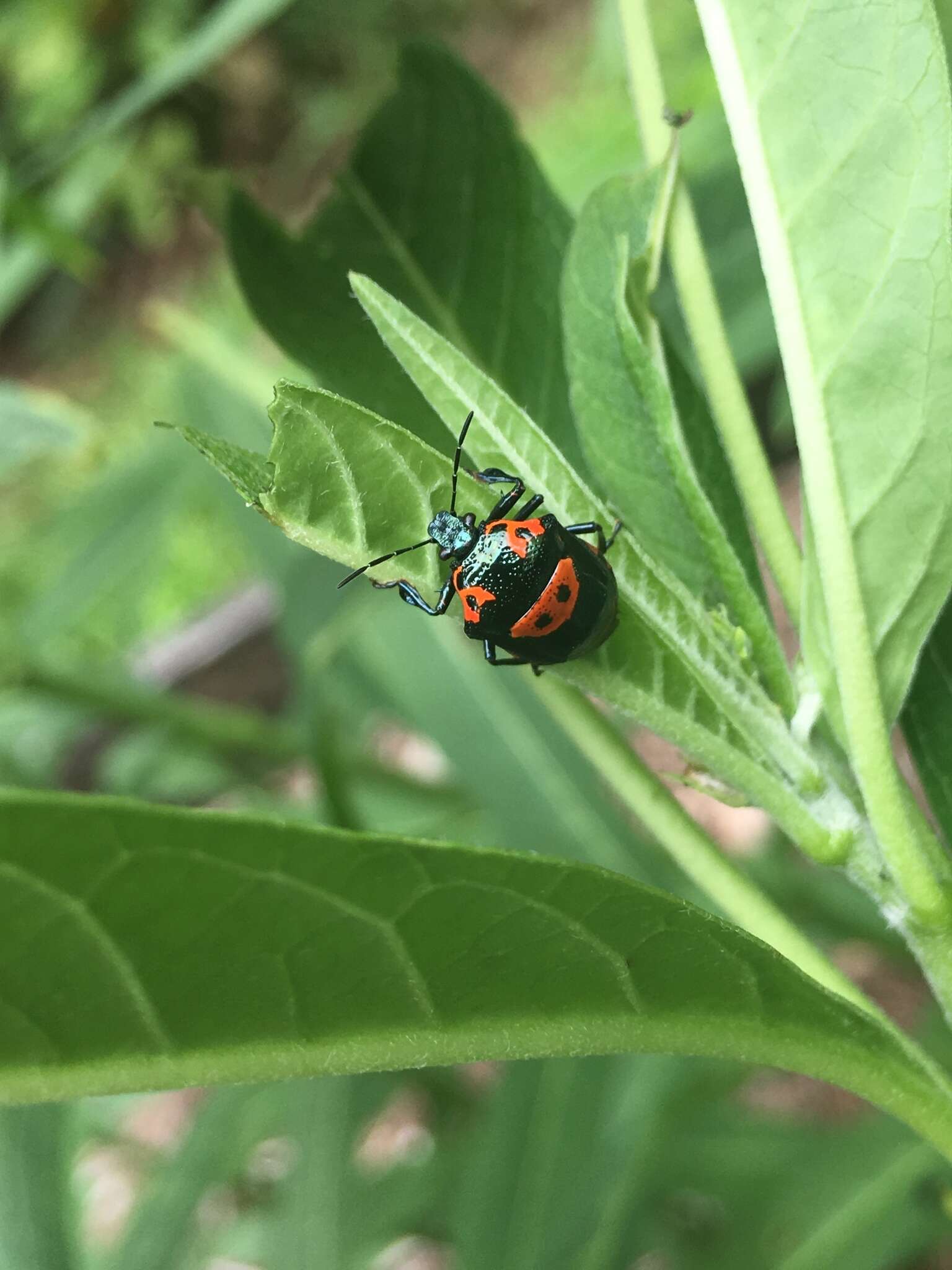 Image of Anchor Stink Bug