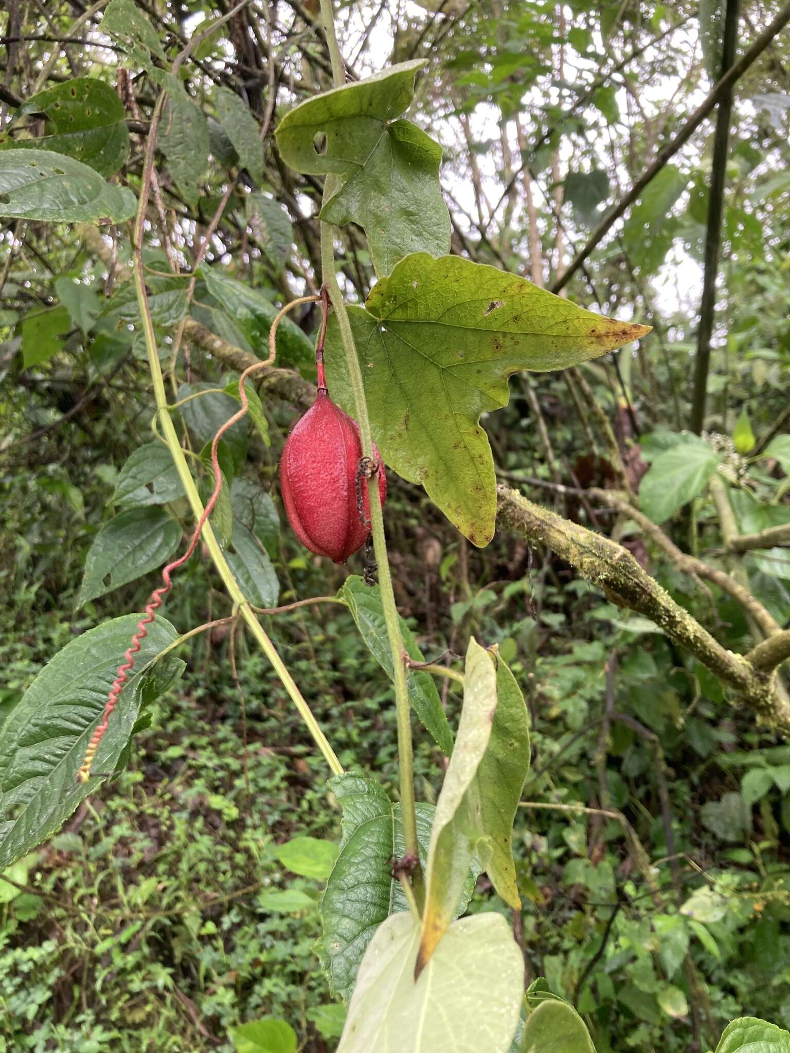 Image of Passiflora cisnana Harms