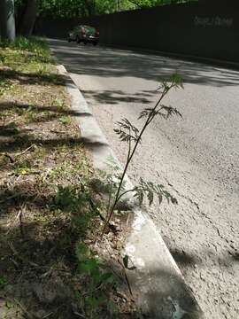 Image of Chaerophyllum prescottii DC.