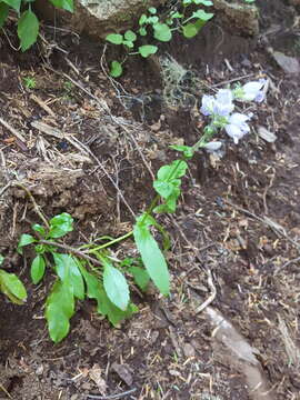 Image of Rattan's beardtongue