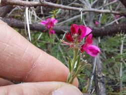 Image of Indigofera complicata Eckl. & Zeyh.