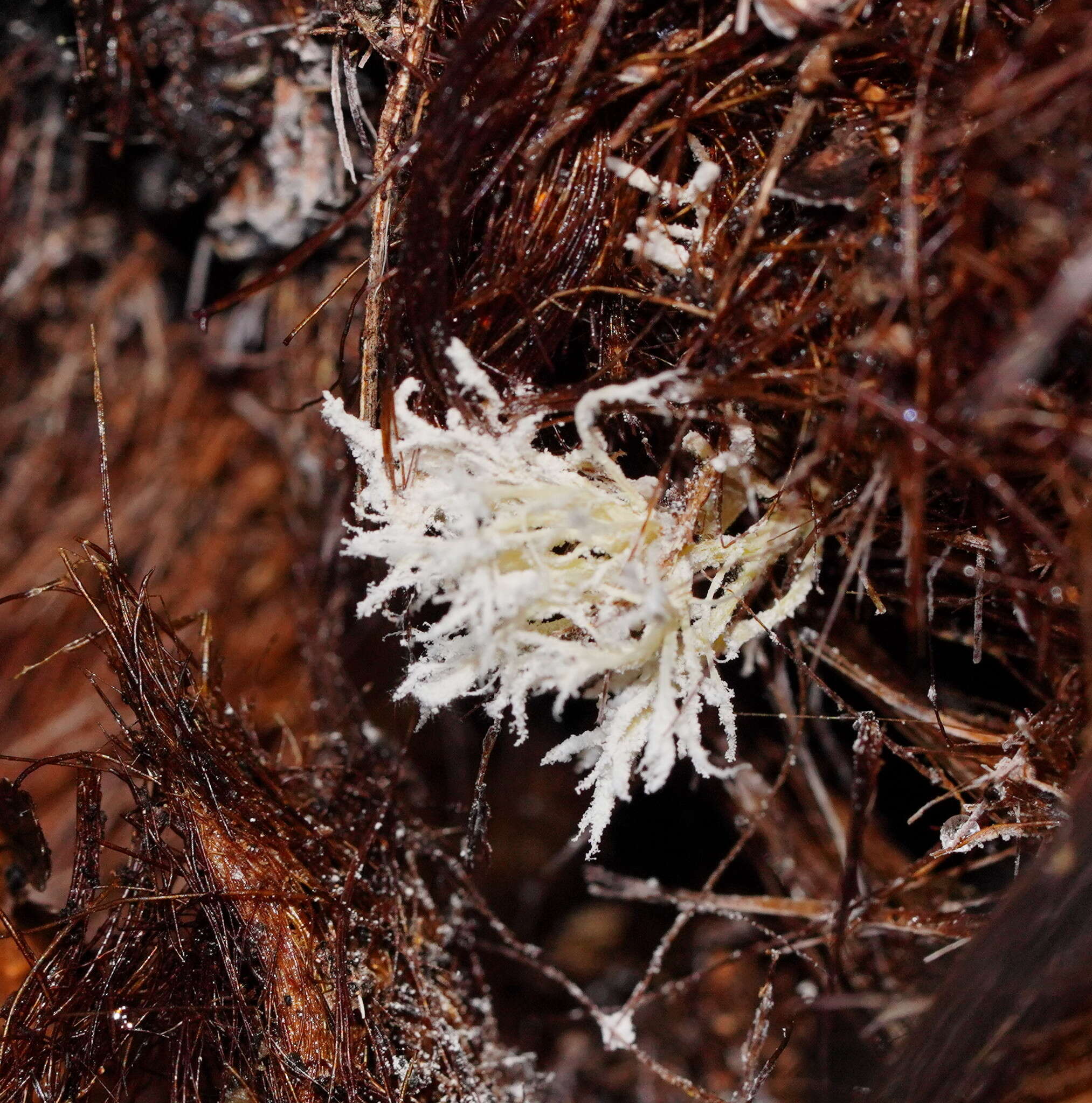 Image of <i>Cordyceps tenuipes</i>