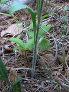 Image of eastern daisy fleabane