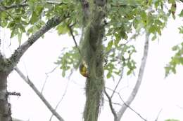 Image of Olive-headed Weaver