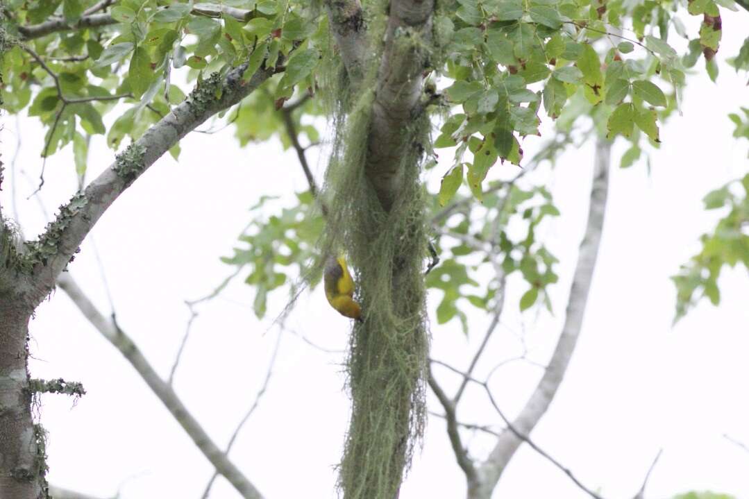 Image of Olive-headed Weaver