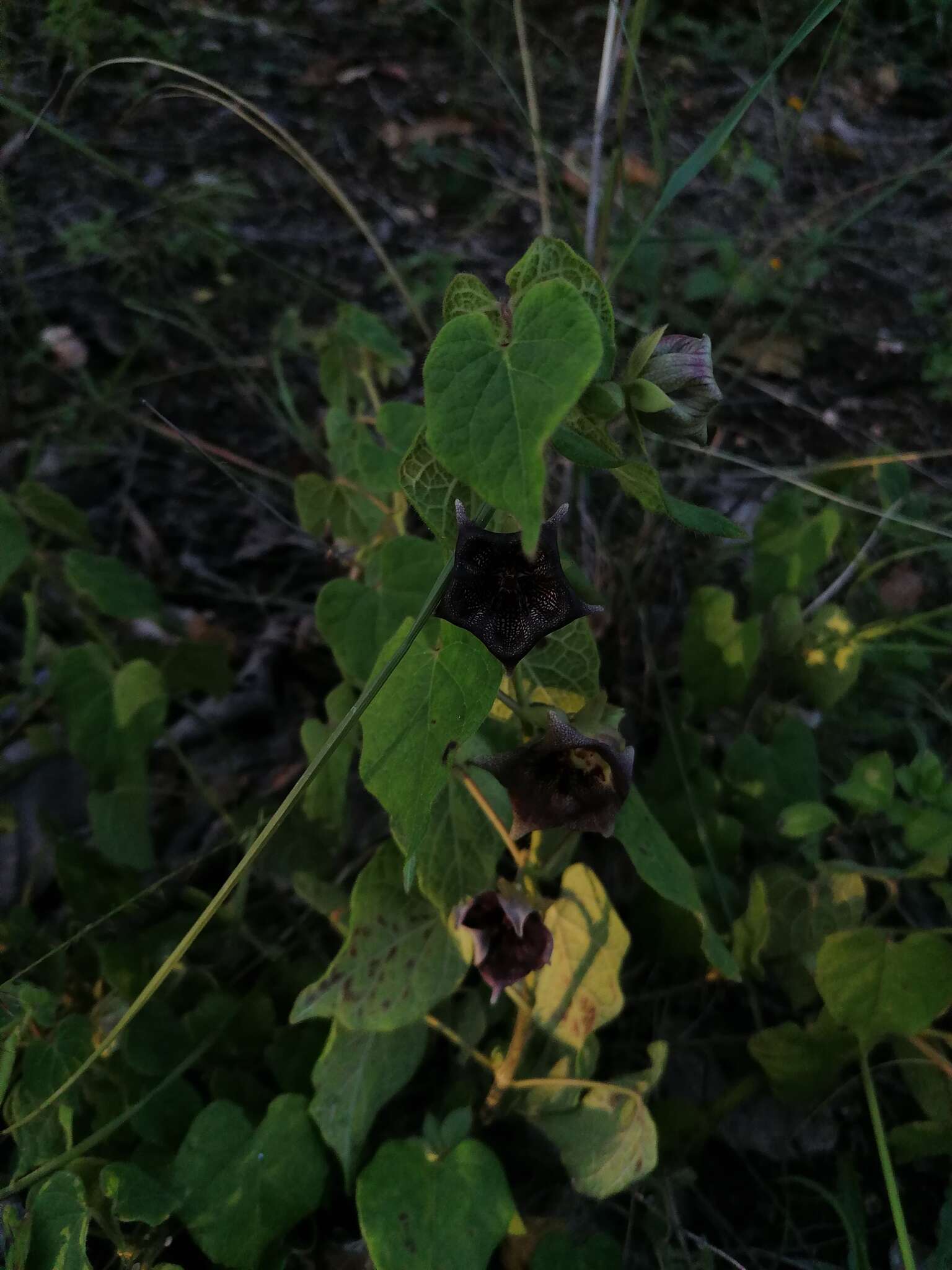 Sivun Dictyanthus reticulatus Benth. & Hook. fil. ex Hemsl. kuva