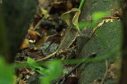 Image of Hernandez's helmeted iguana