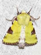 Image of <i>Heliothis flavirufa</i> (Hampson 1910)