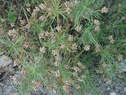 Image of Shrubby Plantain