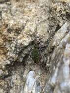 Image of Cicindela campestris naxosica Deuve 2012