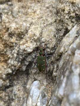 Imagem de Cicindela campestris naxosica Deuve 2012