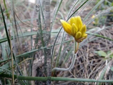 Image de Conostylis setigera R. Br.