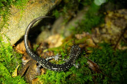 Image of White-spotted Salamander