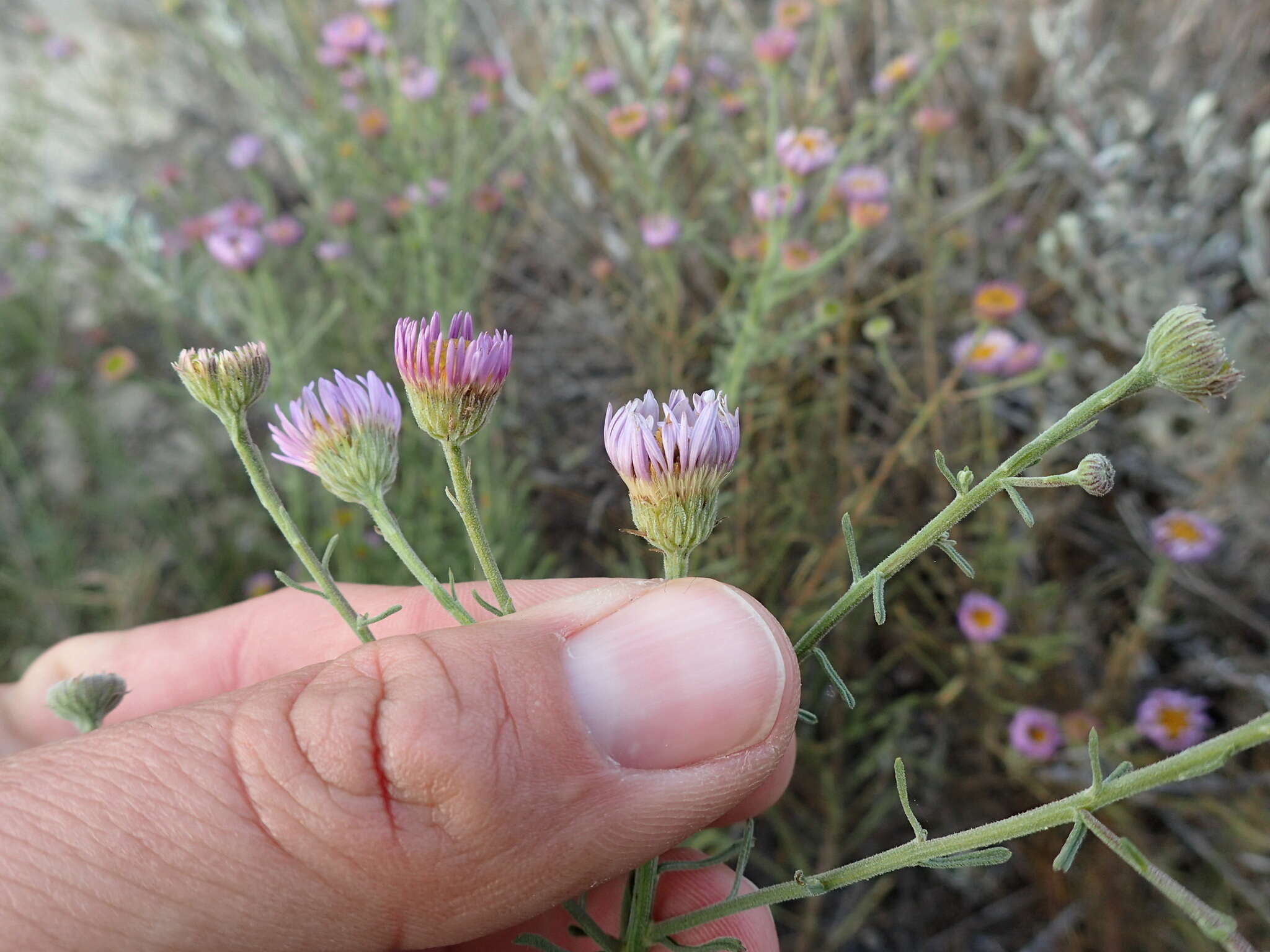 Image of Blochman's erigeron