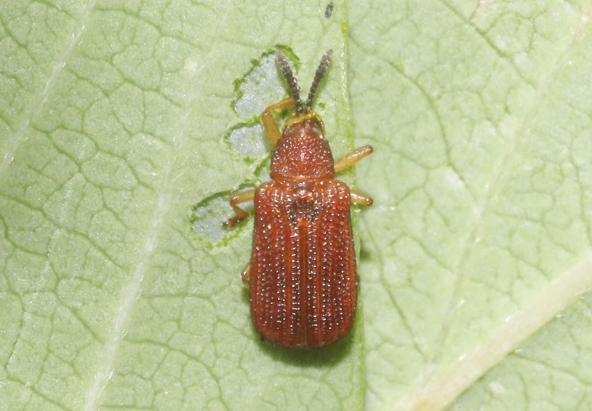 Image de Baliosus ferrugineus Staines 2006