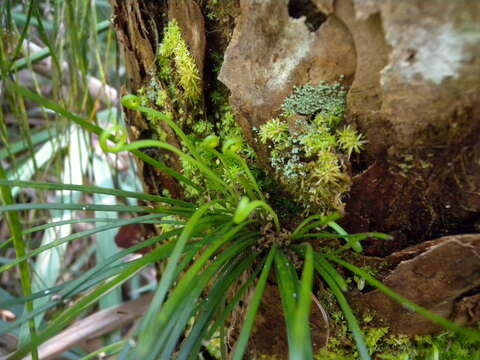 Image of Shoelace fern