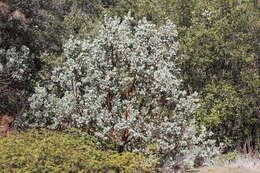 Image of Mariposa manzanita