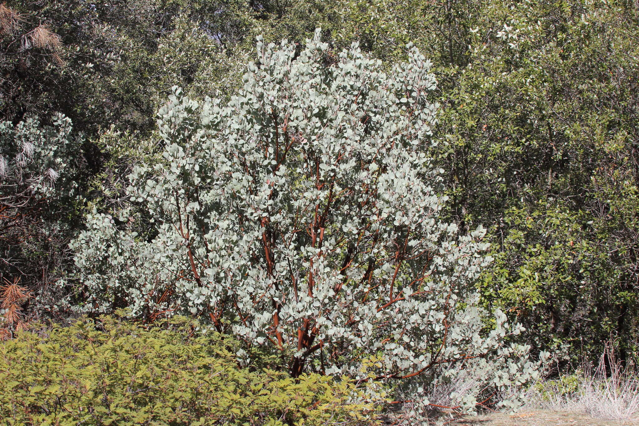 Image of Mariposa manzanita