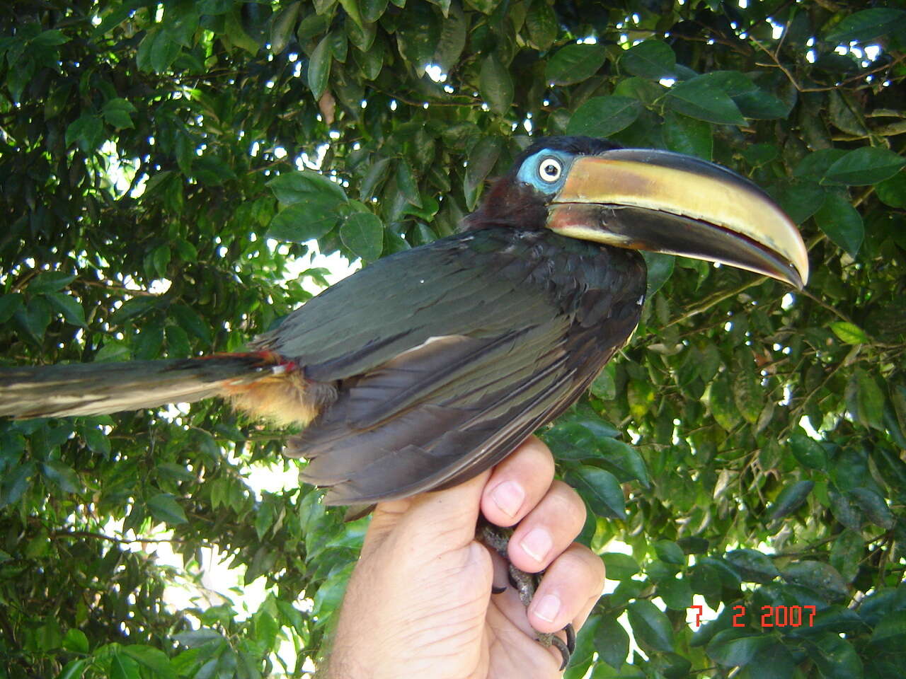 Imagem de Pteroglossus castanotis australis Cassin 1867