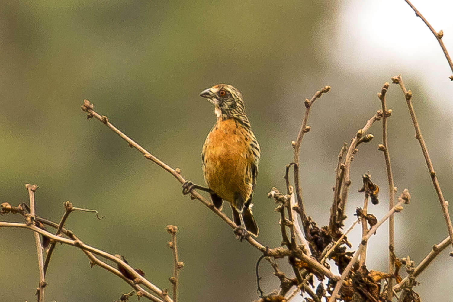 Imagem de Phytotoma rara Molina 1782