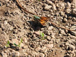 Image of Juba Skipper