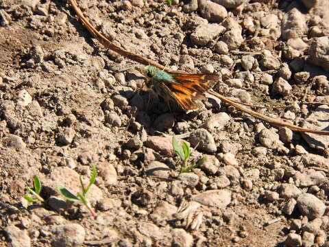 Image of Juba Skipper