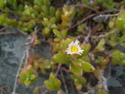 Image of Delosperma patersoniae (L. Bol.) L. Bol.