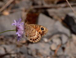 Imagem de Satyrus actaea Esper 1780