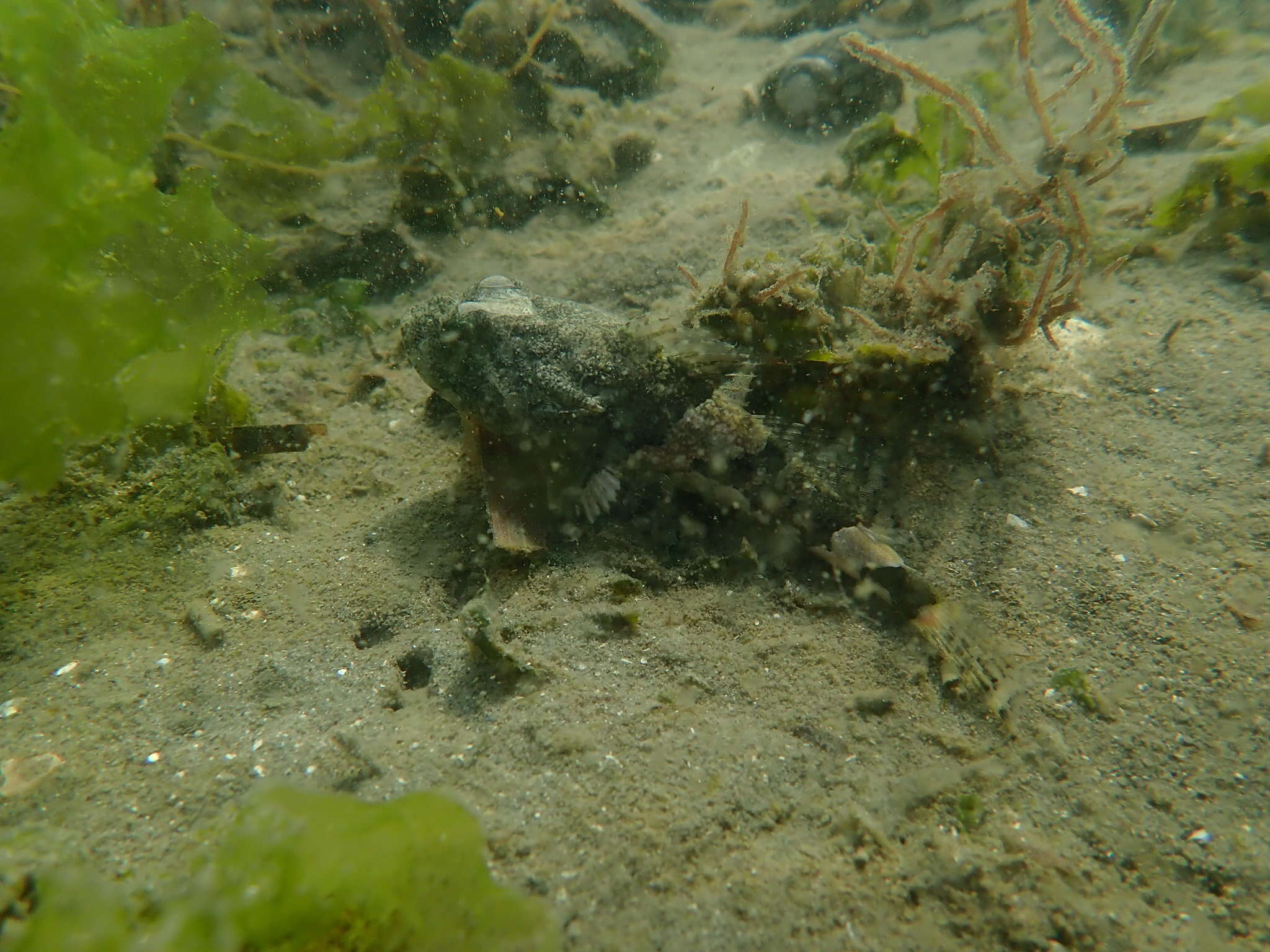Image of Great sculpin